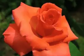 imagens jigsaw puzzle