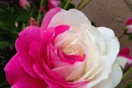 imagens jigsaw puzzle