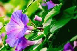 imagens jigsaw puzzle