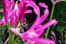 imagens jigsaw puzzle