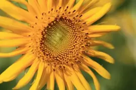 Sunflower jigsaw puzzle