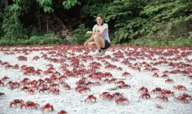 פאזל של fenomeno natural