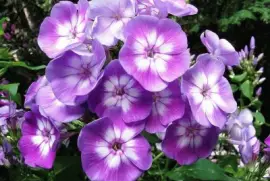 imagens jigsaw puzzle