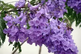 imagens jigsaw puzzle