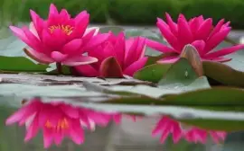 imagens jigsaw puzzle