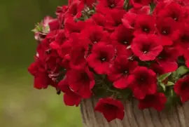 imagens jigsaw puzzle