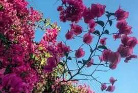 imagens jigsaw puzzle