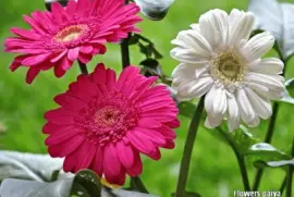 imagens jigsaw puzzle