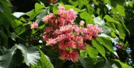 castaÃ±o de indias