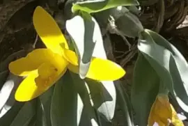 OrquÃ­dea