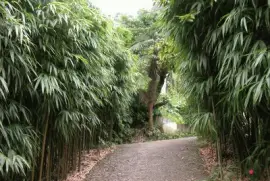 ç«¹æž—å°å¾‘