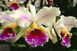 orquideas vzla