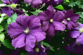 imagens jigsaw puzzle