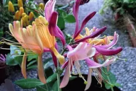 imagens jigsaw puzzle