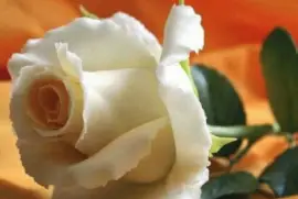 imagens jigsaw puzzle