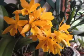 imagens jigsaw puzzle