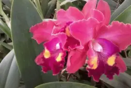 imagens jigsaw puzzle