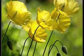 imagens jigsaw puzzle