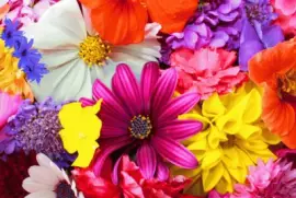 multicolor jigsaw puzzle