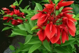 imagens jigsaw puzzle