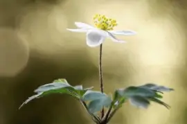 imagens jigsaw puzzle