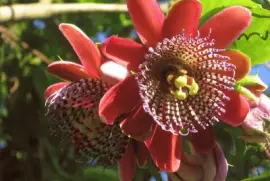 Flores jigsaw puzzle