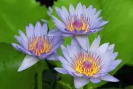 Beautiful Purple Water Lilies jigsaw puzzle