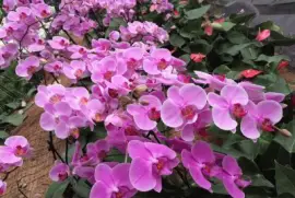 Jardines de MÃ©xico 3 jigsaw puzzle