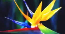 Flower jigsaw puzzle