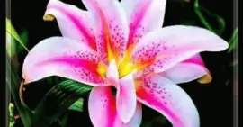 Flower jigsaw puzzle