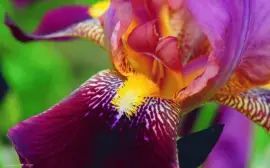 Flower jigsaw puzzle