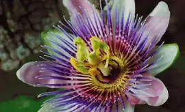 Flower jigsaw puzzle