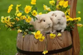 imagens jigsaw puzzle