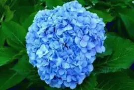 flores jigsaw puzzle