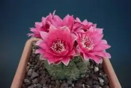 flores jigsaw puzzle