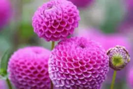 flores jigsaw puzzle