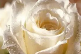 flores jigsaw puzzle