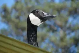 פאזל של Goose