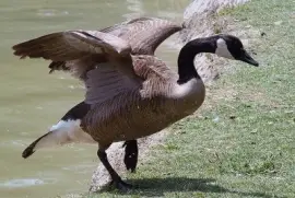 פאזל של Goose
