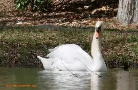 פאזל של Swan