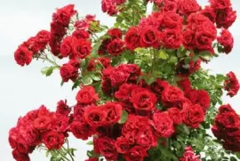 imagens jigsaw puzzle