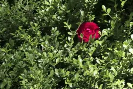 rosa roja jigsaw puzzle