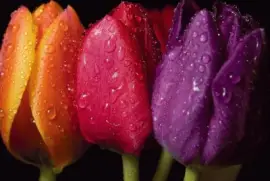 Colors jigsaw puzzle