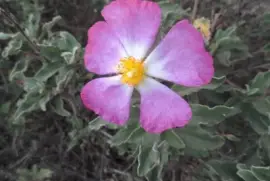 Flower at Golden Gate Park, San Francisco, CA
