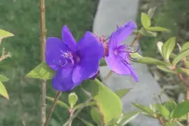 Flower at Golden Gate Park, San Francisco, CA