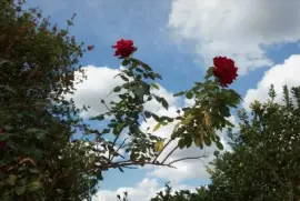 rosas rojas