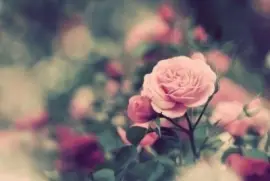 ä¸–ç•Œé¢¨æ™¯