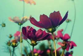 ä¸–ç•Œé¢¨æ™¯