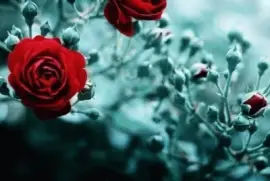 ä¸–ç•Œé¢¨æ™¯