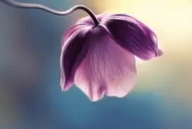 ä¸–ç•Œé¢¨æ™¯